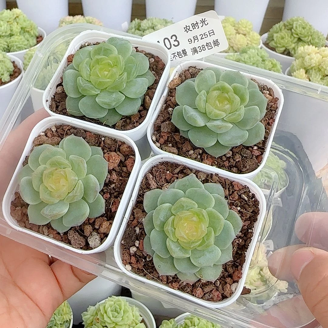 尼****【闪购商品】0925-103无尽灯打包