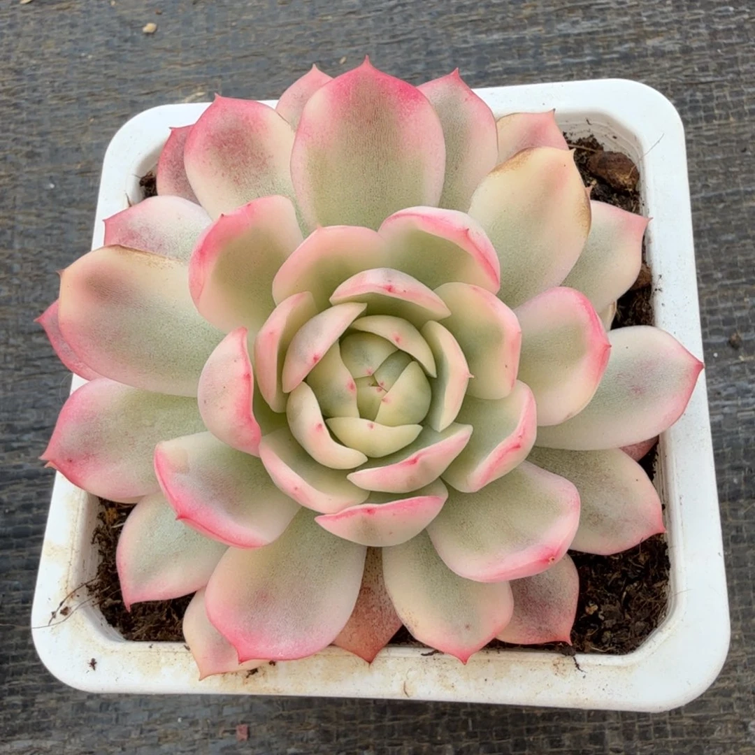 粉水晶玫瑰锦锦上园艺一物一拍