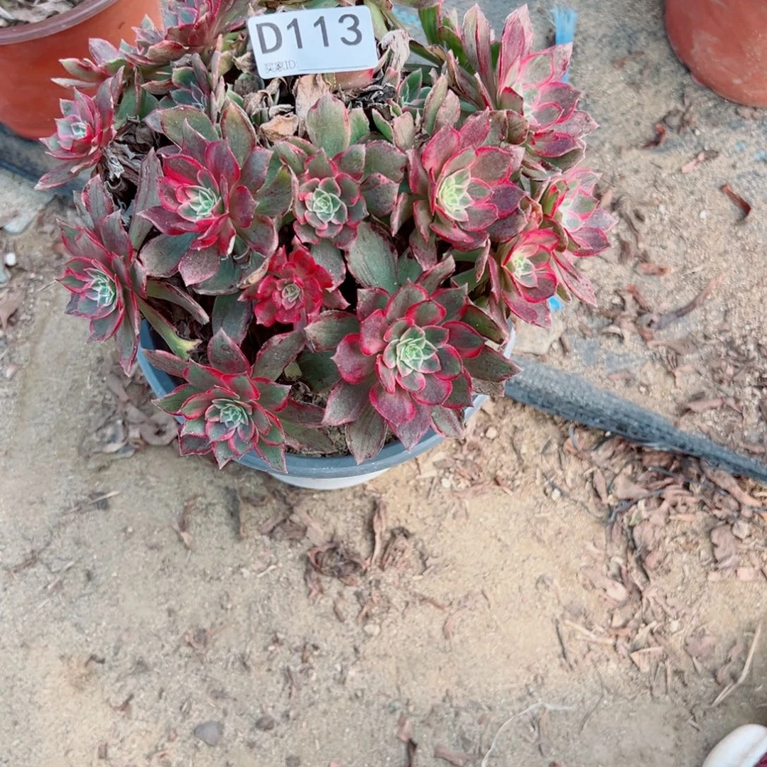 113万花筒多肉植物