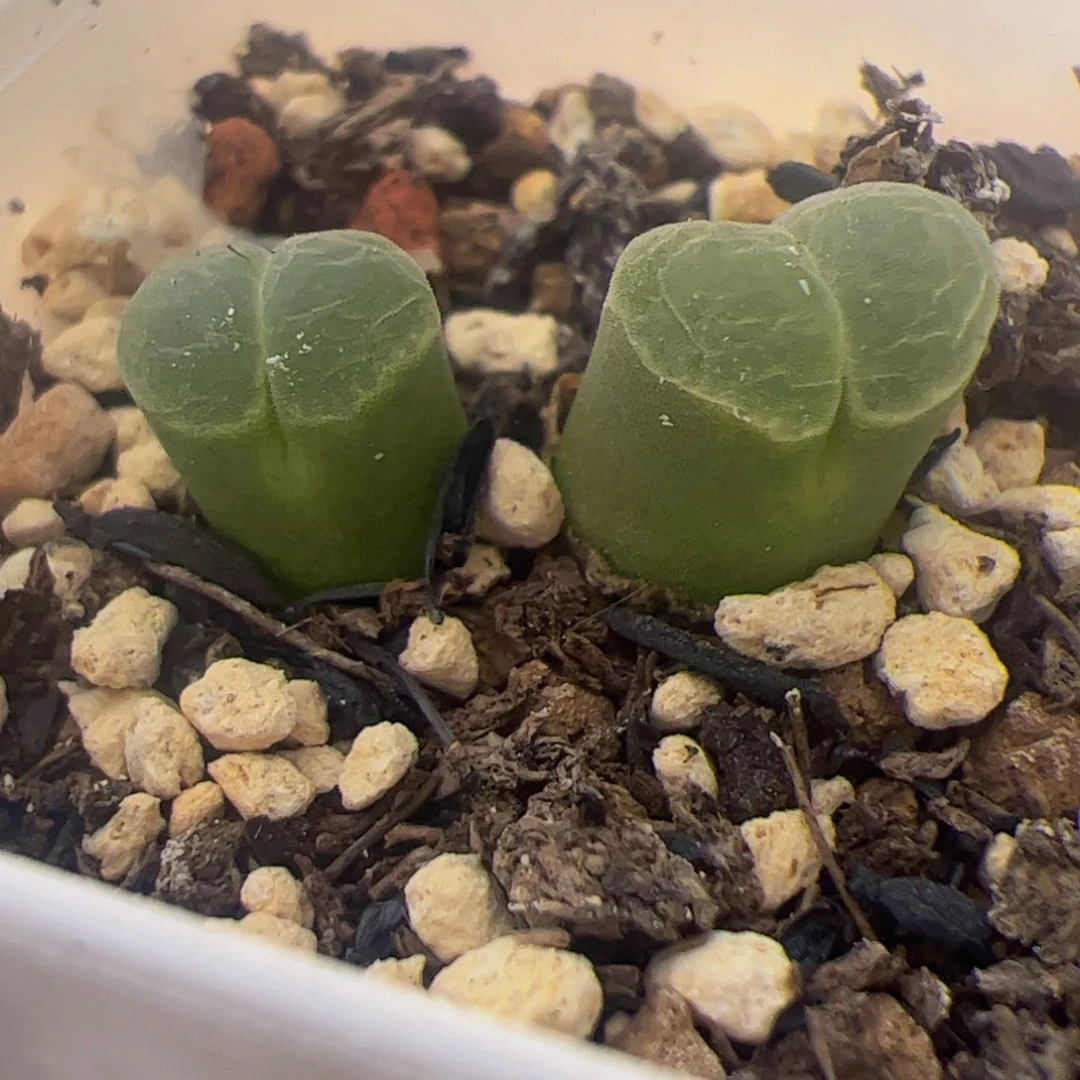 双头极窗风铃玉 180