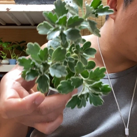 红陶一**?一物一拍所见即所得226