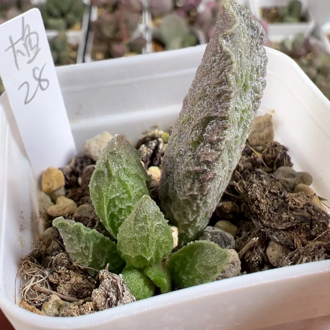 w大鱼海棠多肉植物水泡