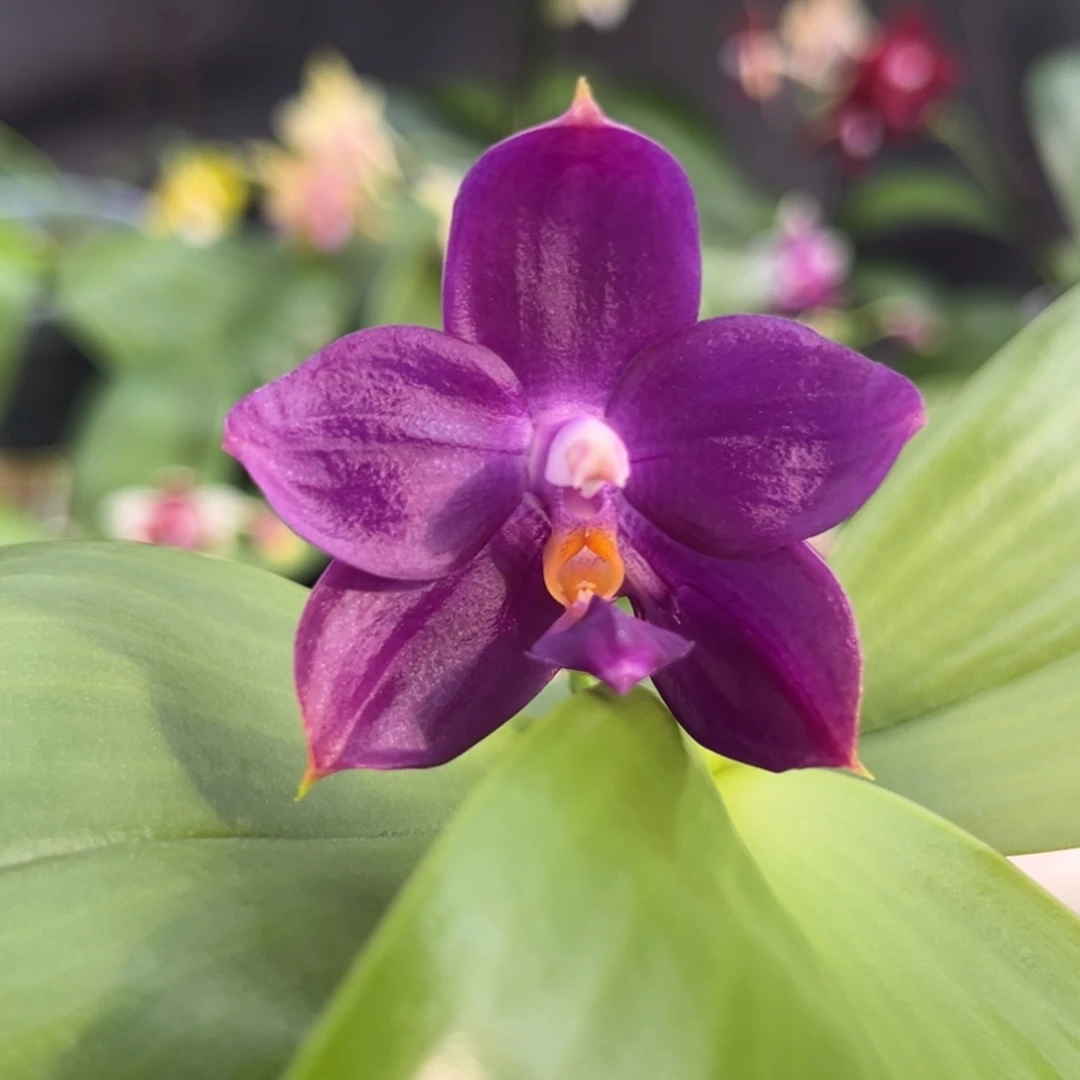 完全开放2.5寸yc61开花株