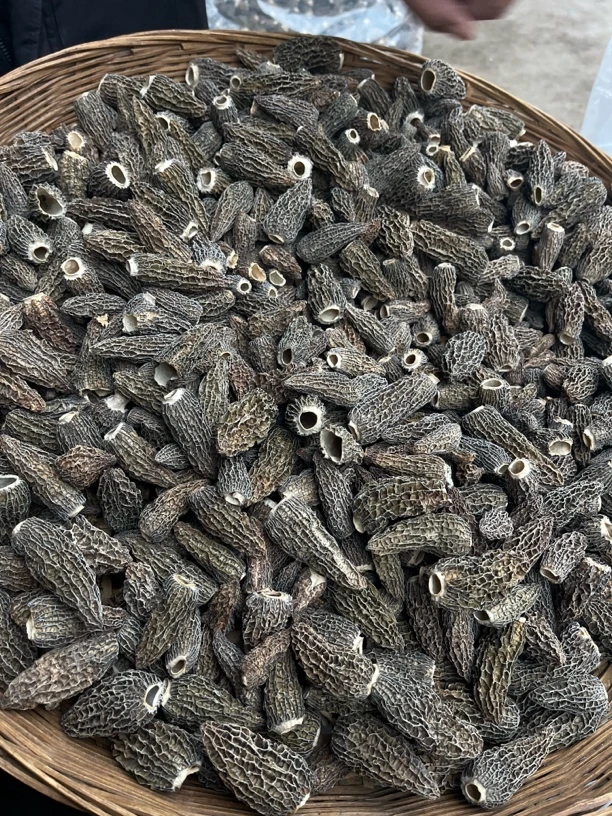 捡漏统货剪柄G10羊肚菌0219