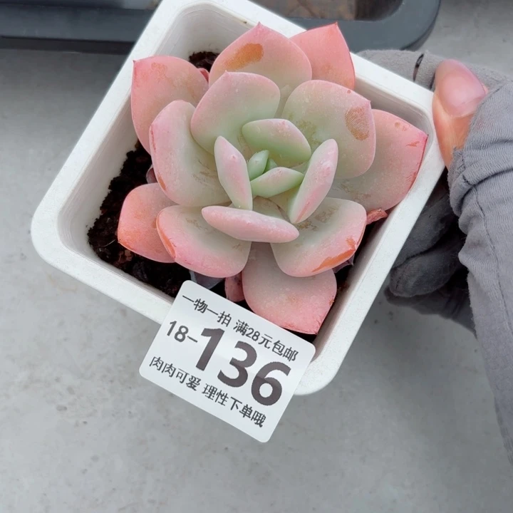 奶茶多肉无盆土发货多肉多肉无