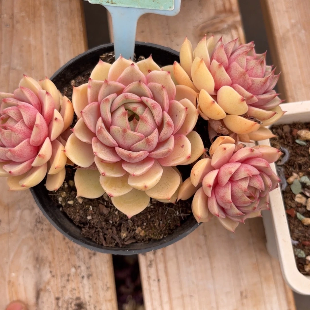 云尘多肉一物一拍283，