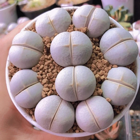 无花朵0559，2.3-2.7厘米如图