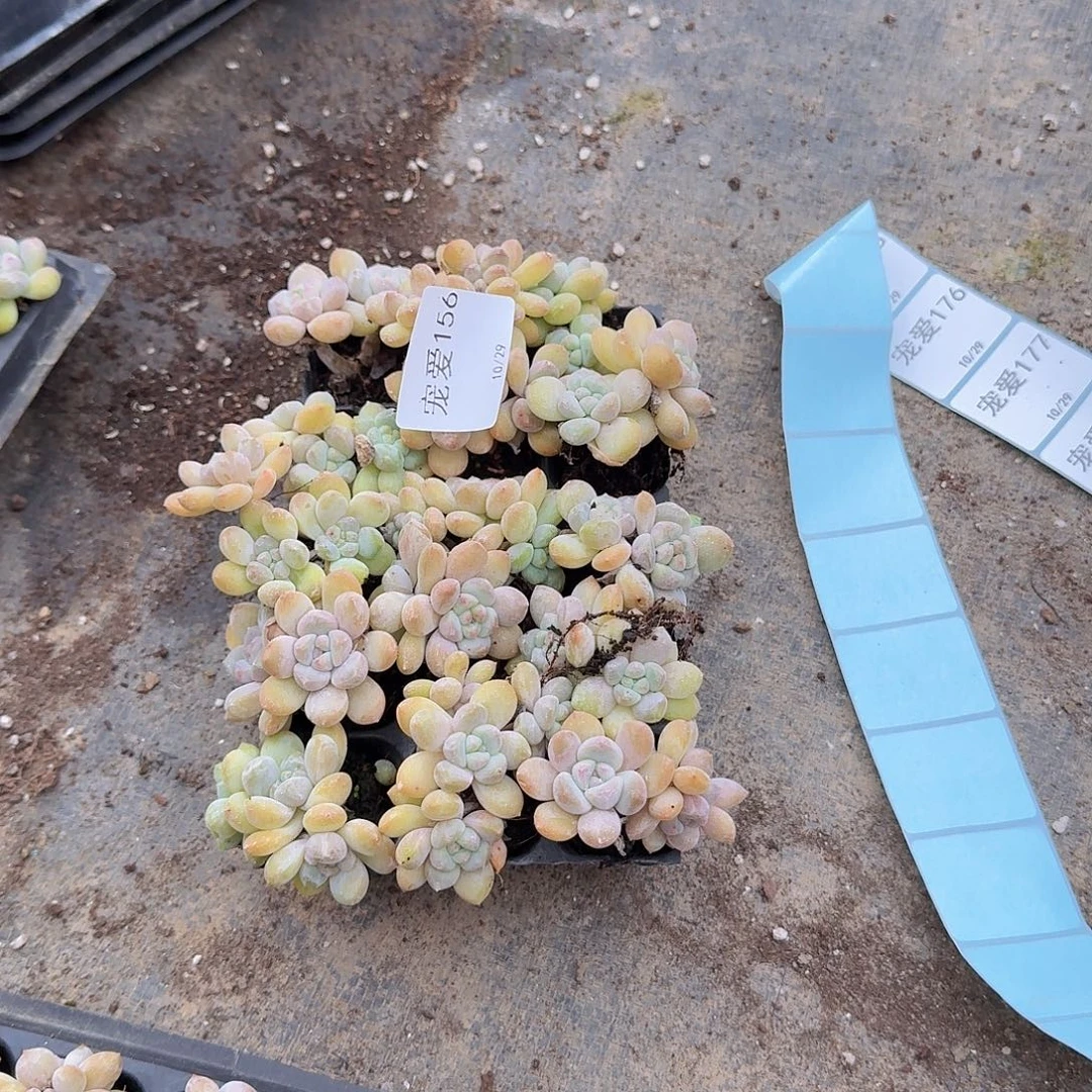 直播福利一物一拍156