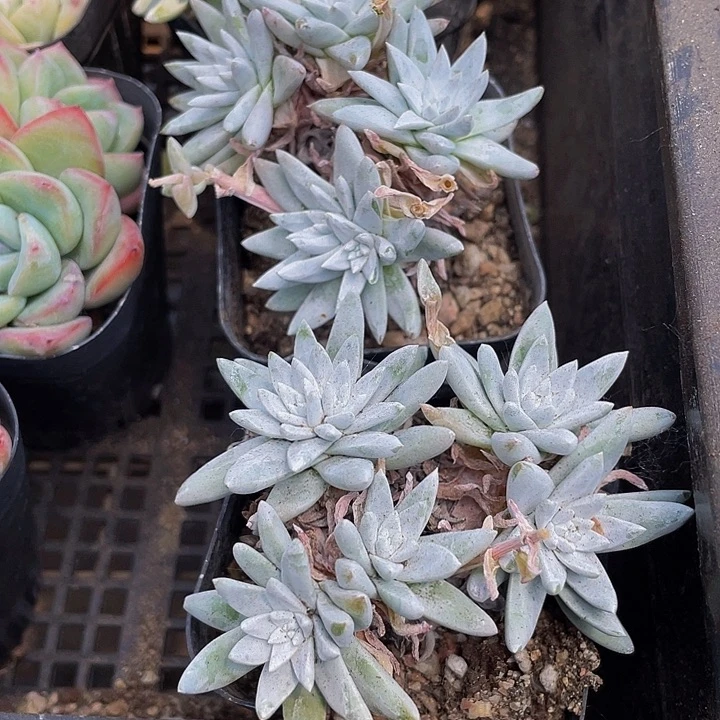 白菊群2.8带盆土发