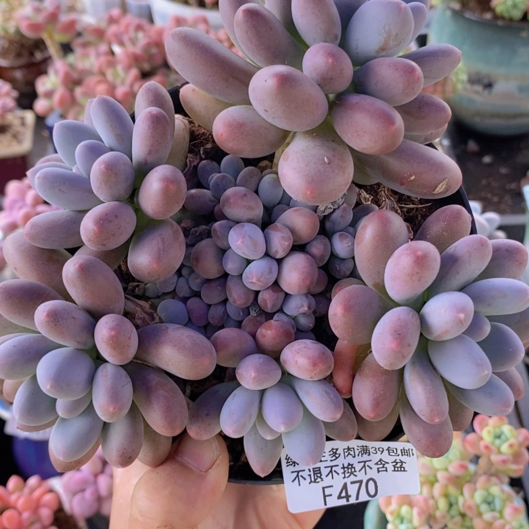 彩虹奶14cm470多肉植物