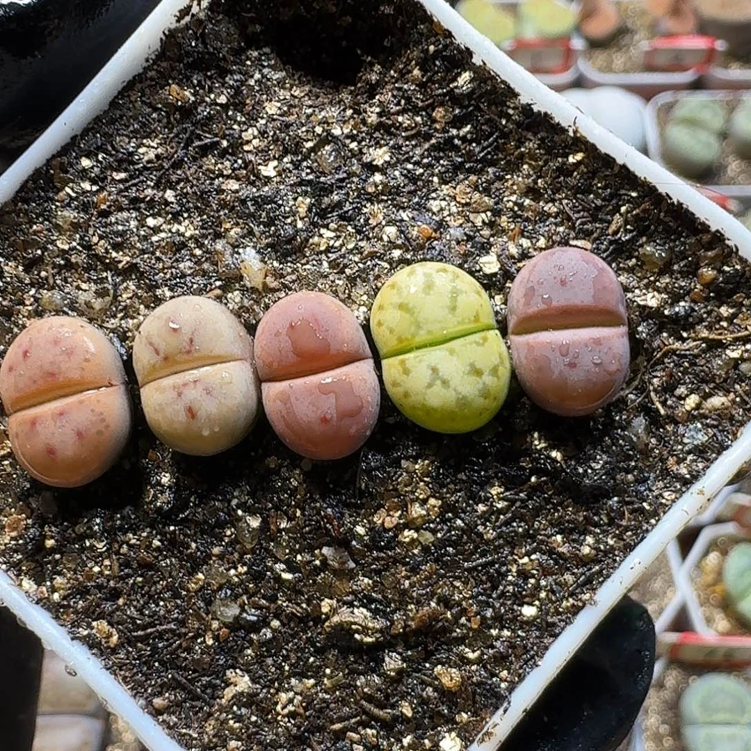 生石花23:：：。  89