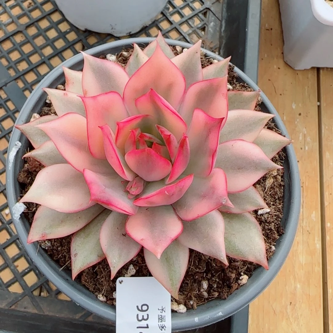 月光女神锦，9314多肉植物