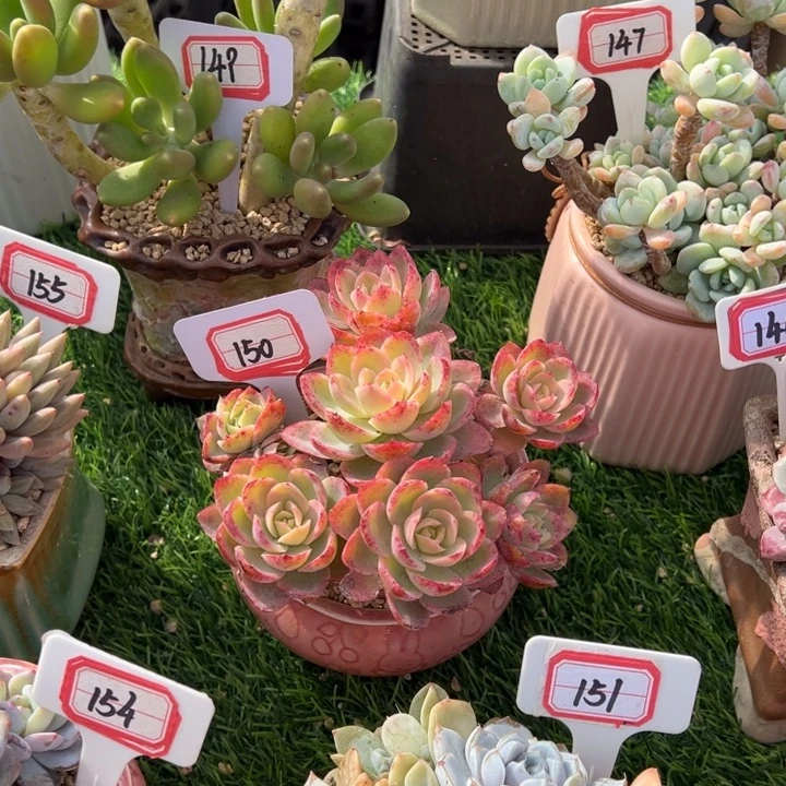 z***i丝绸一物一拍150号