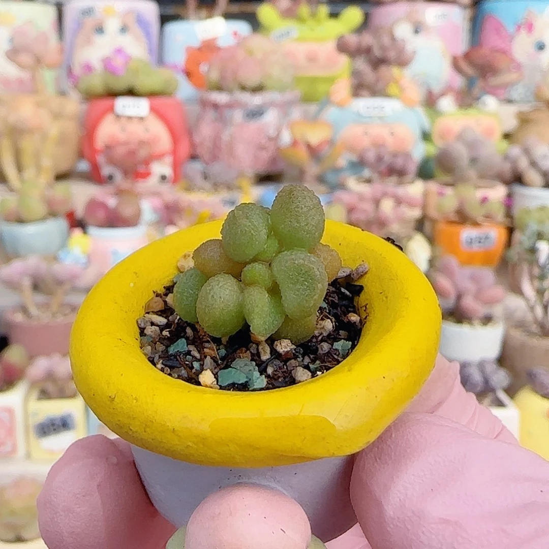 银之卵水泡 盆口2.5cm