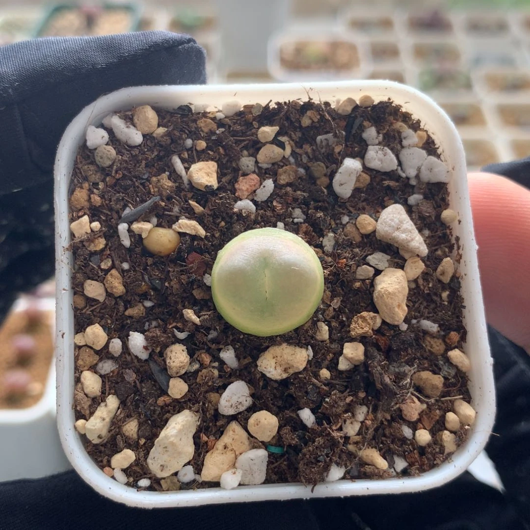 a259紫皮拉登一颗