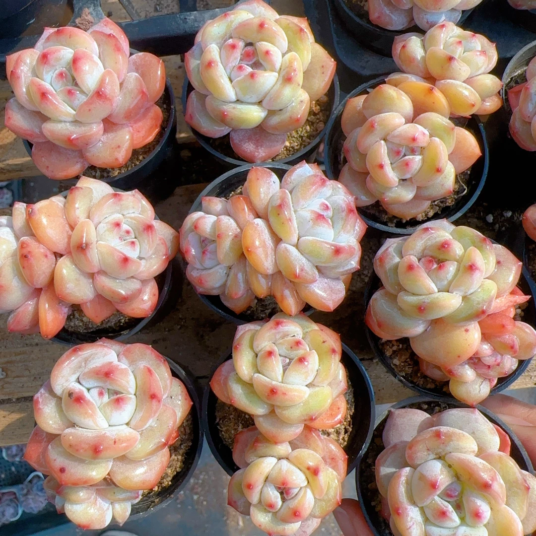 琥珀星影多肉（满18包邮）0