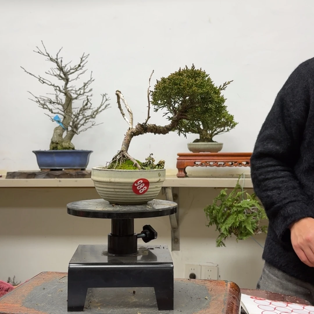 小***阳无花朵988顺丰到付不包邮