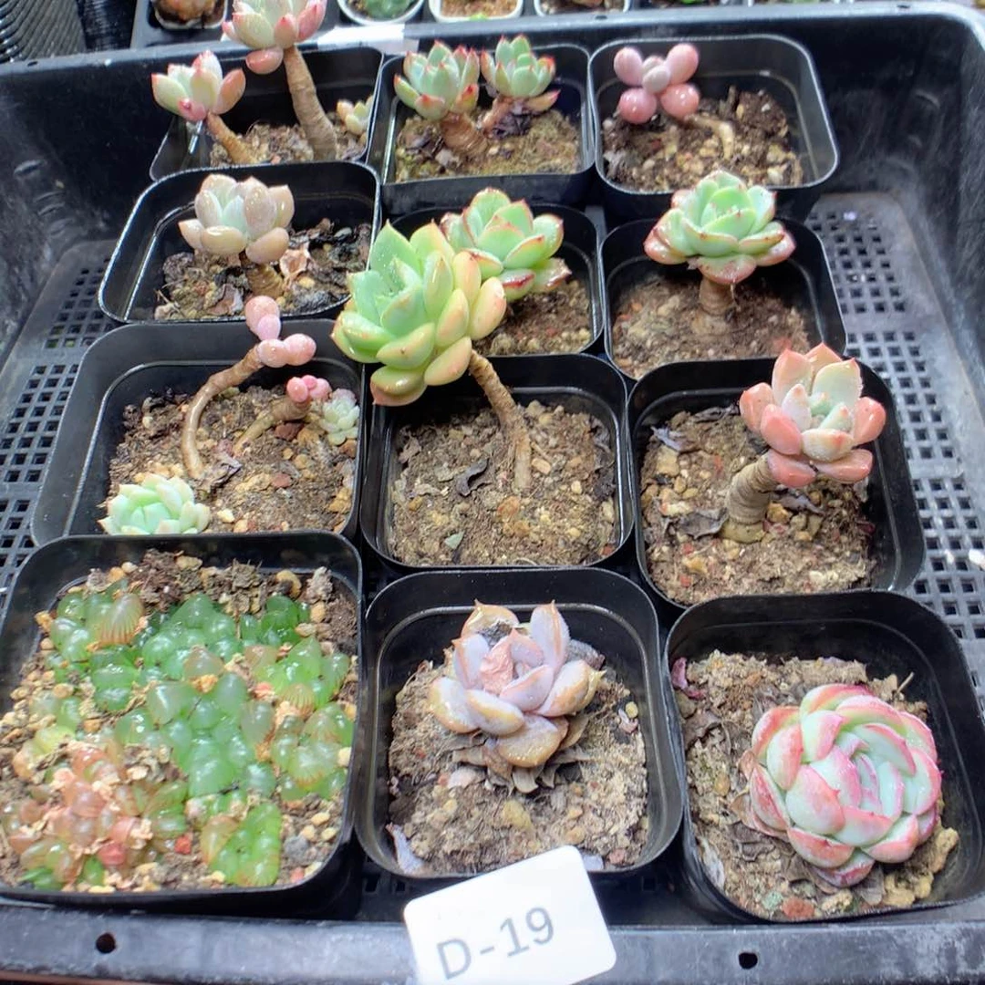 无花朵D19英语英语英语英语英语英语英语