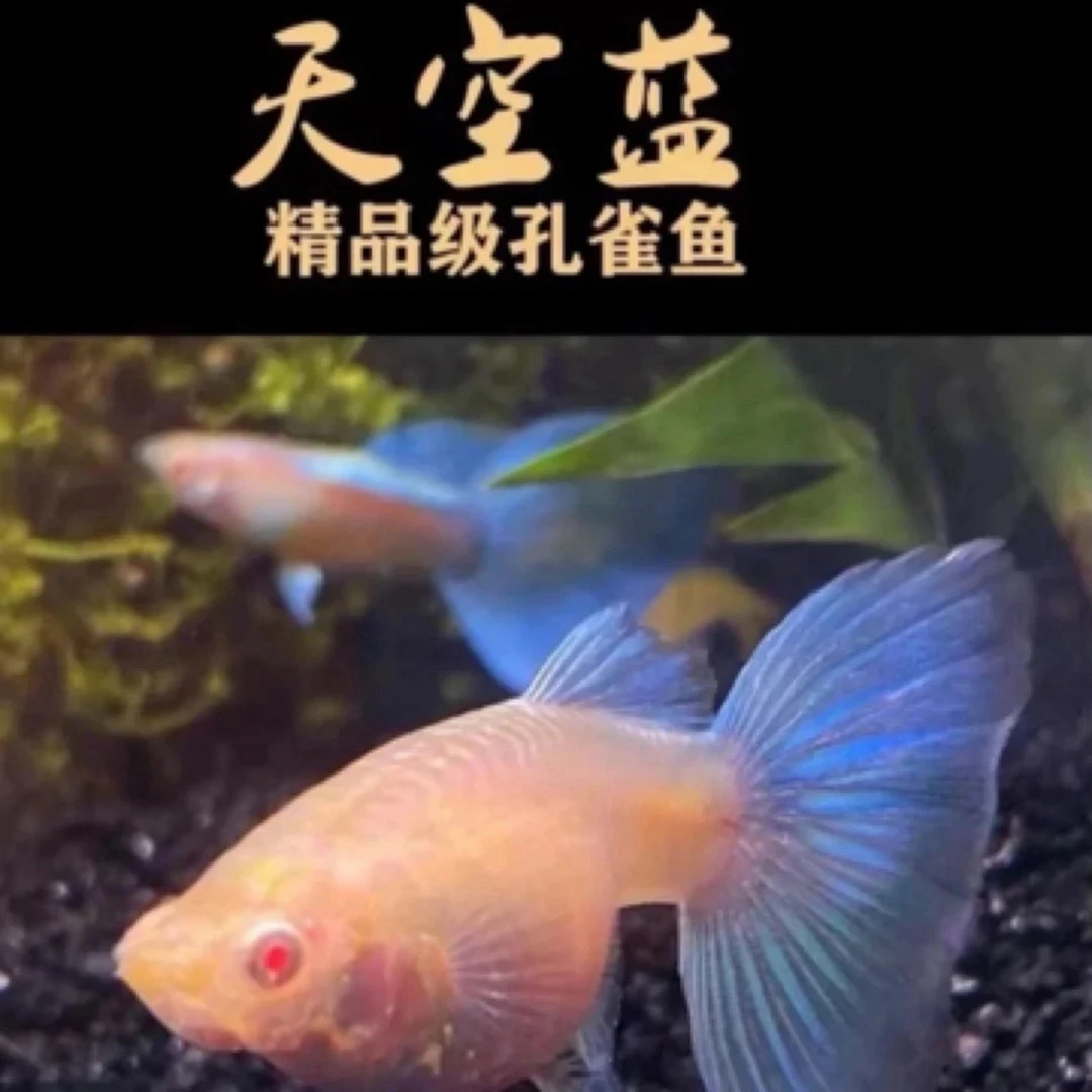 直播间精品福利孔雀鱼天空蓝蓝白带肚孕母（入缸后不包损）