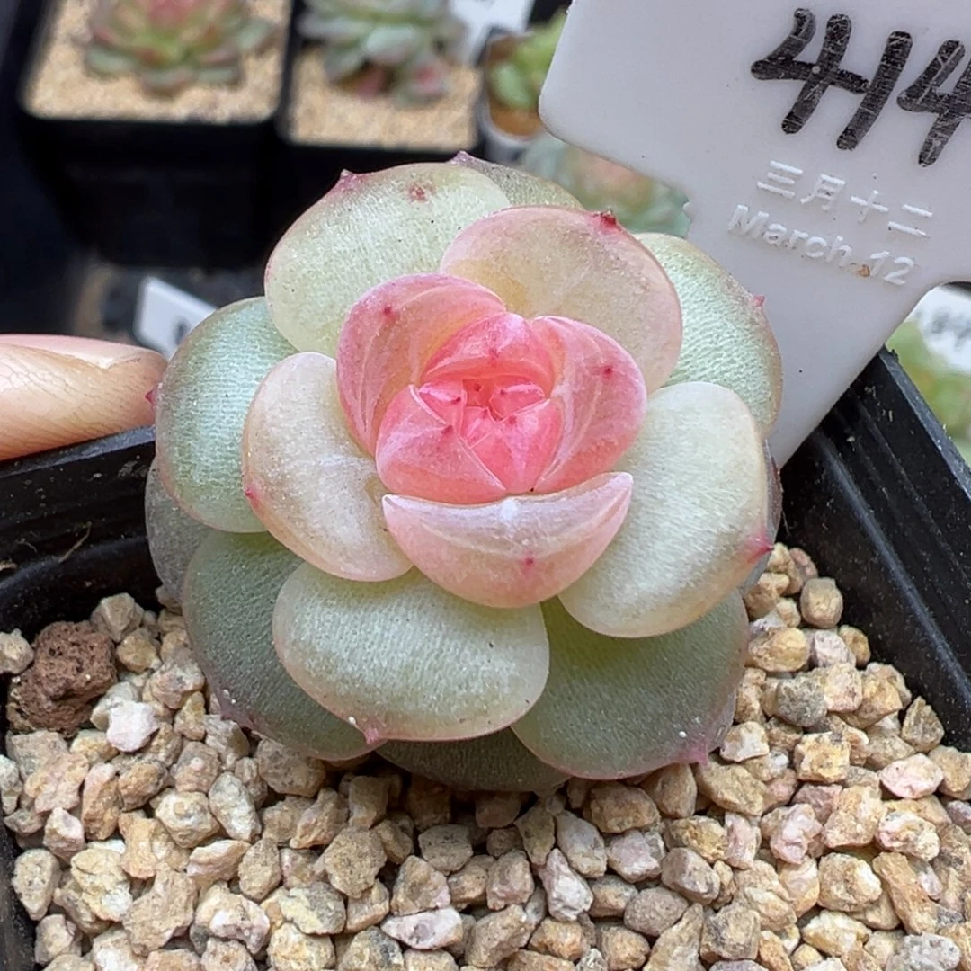 414号风花雪月系列舒月