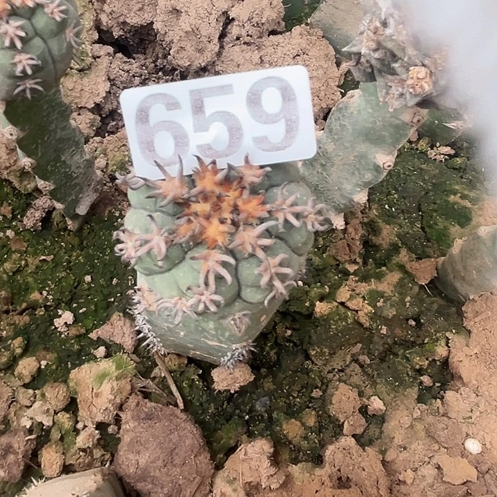 松***竹659号仙人球开花了