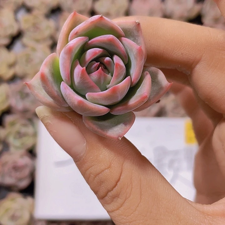 48精品颂歌2颗一组