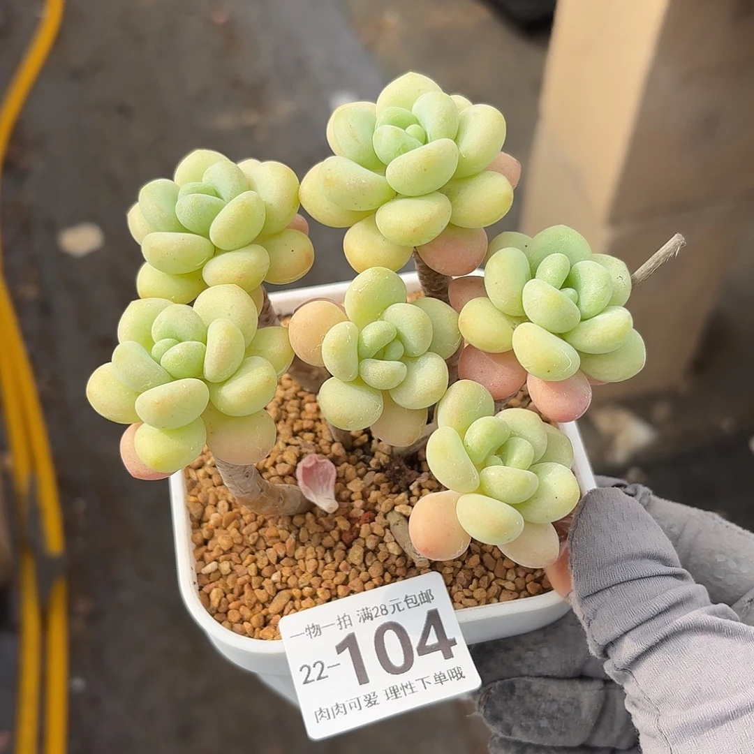 奶白糖无盆土发货发货