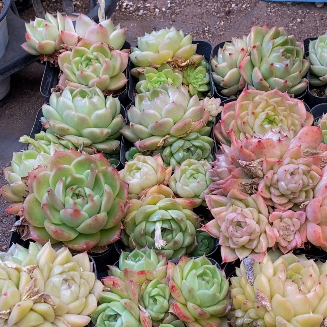 291的人都是这样吗。