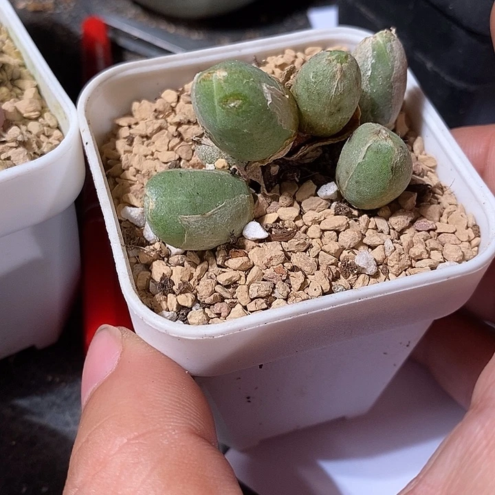 11365。     哈默汤圆兔子。