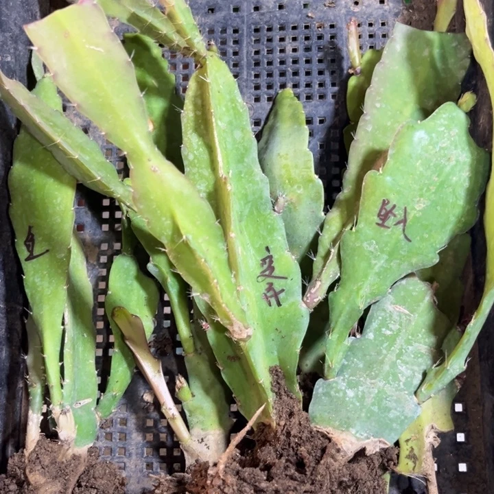 当前无花栽培后可以开花用****76颗