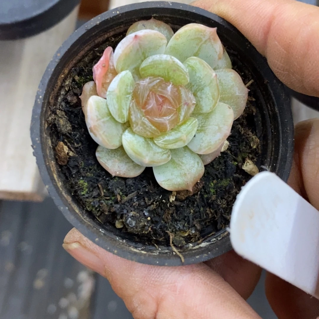 精品多肉一物一拍不包整268