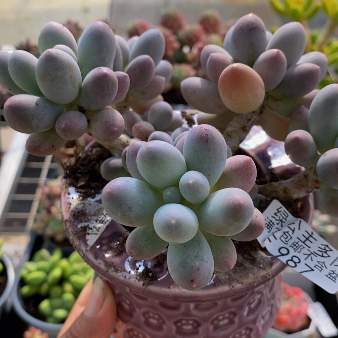 987汤圆奶酪15cm多肉