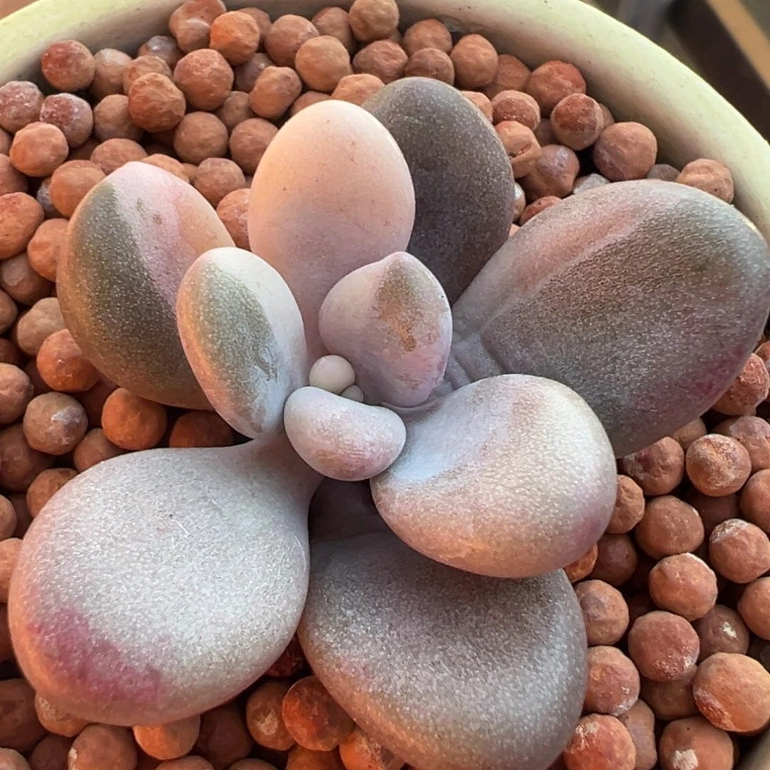 桃蛋锦，花脸锦多肉植物