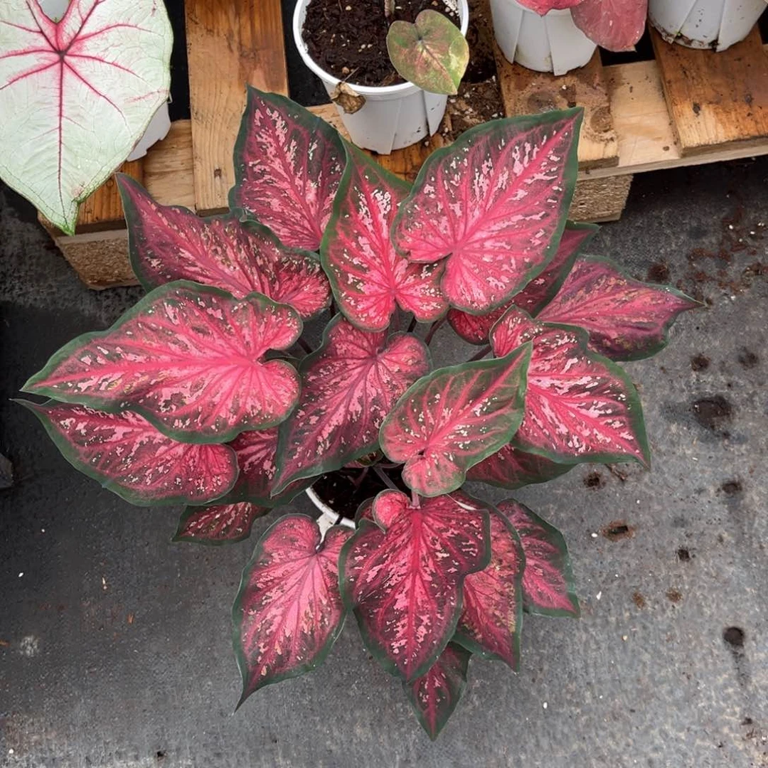 完全开放时**?粉红豹