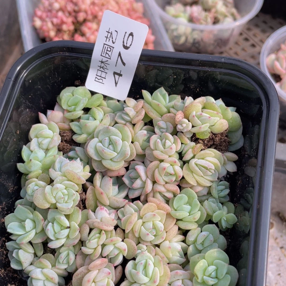 多肉植物多肉植物476