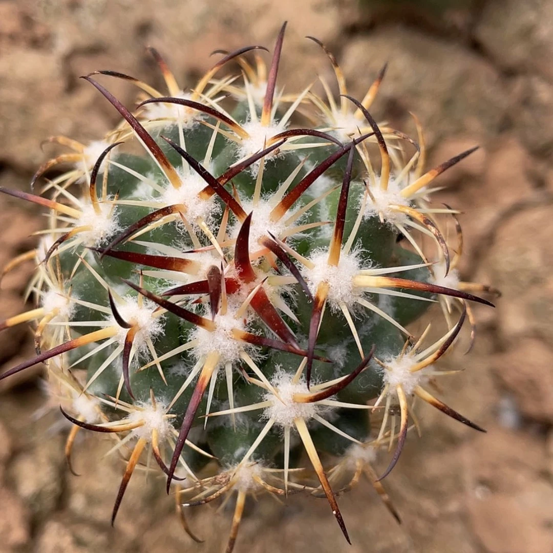 【闪购商品】高绒钢钉苗接66666