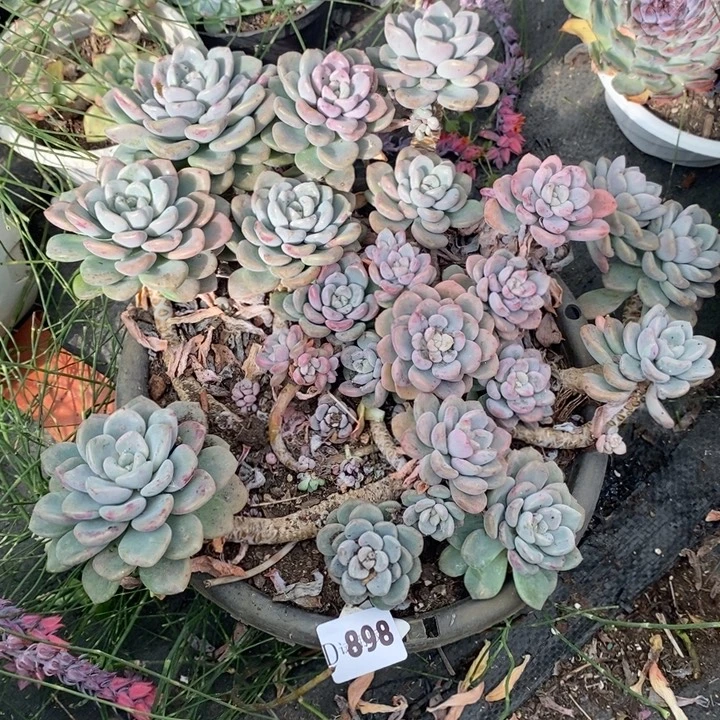 学***舞898白鹭多肉植物多肉