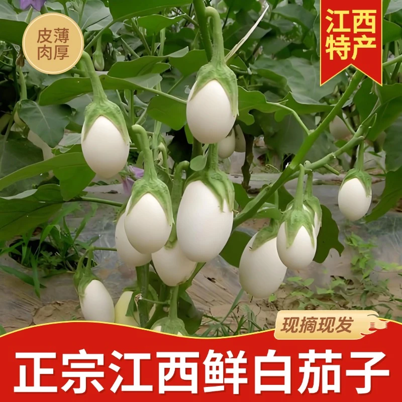 江西白茄子鄱阳本地白茄子现摘发货鄱阳特产