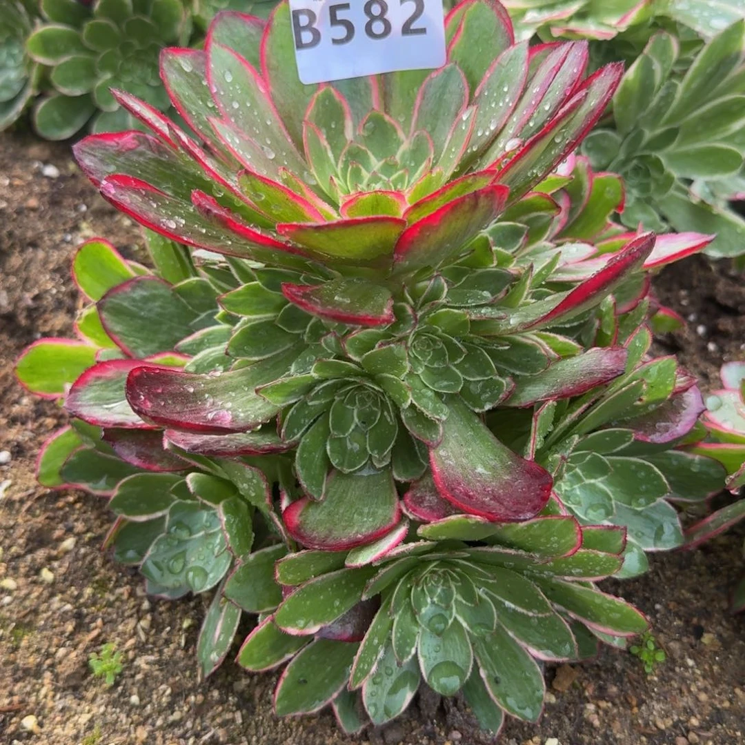 582粉花妖。 多肉植物