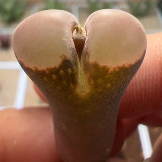 干疤特价美风铃一颗251。