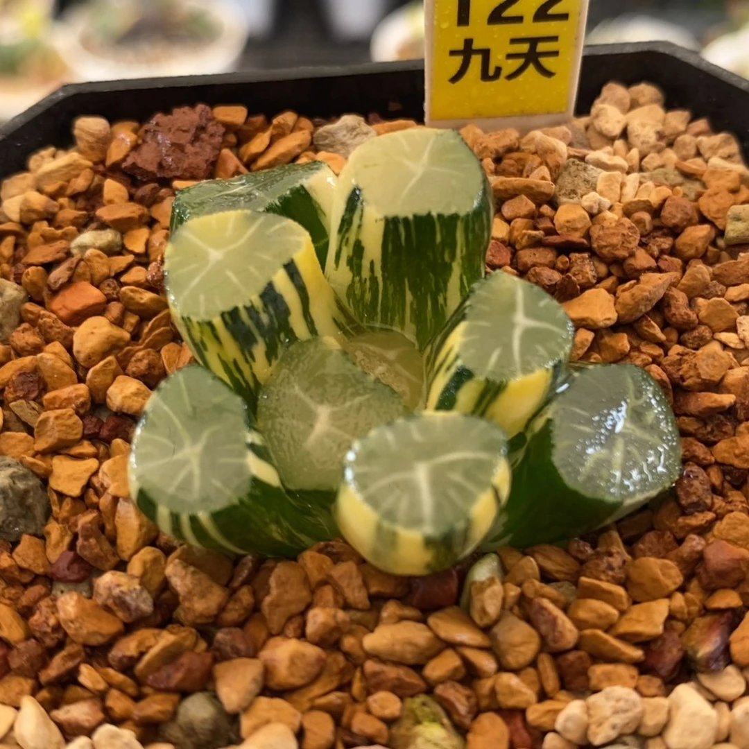 122号玉龙万象锦带盆