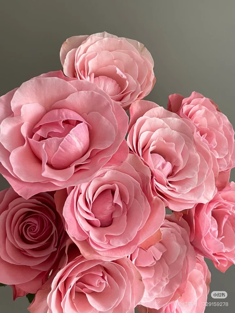 【董小姐】帝王和弦多头玫瑰A级鲜花云南直发顺丰包邮