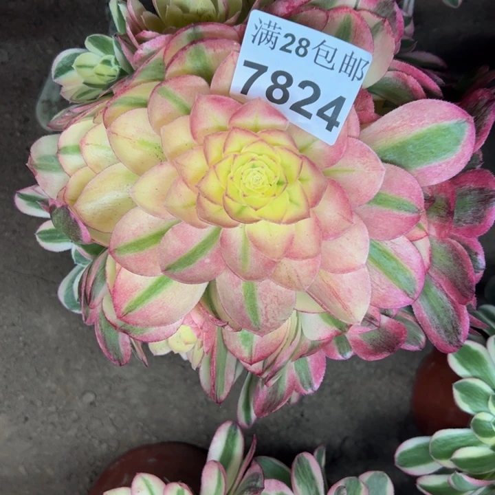 7824南玉资多肉植物