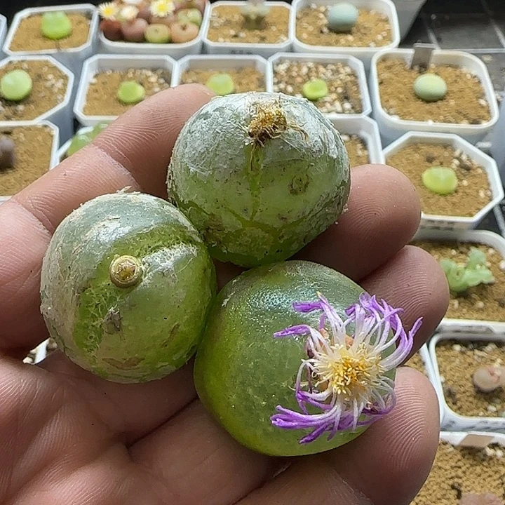 3厘米大灯泡裸根裂疤干疤