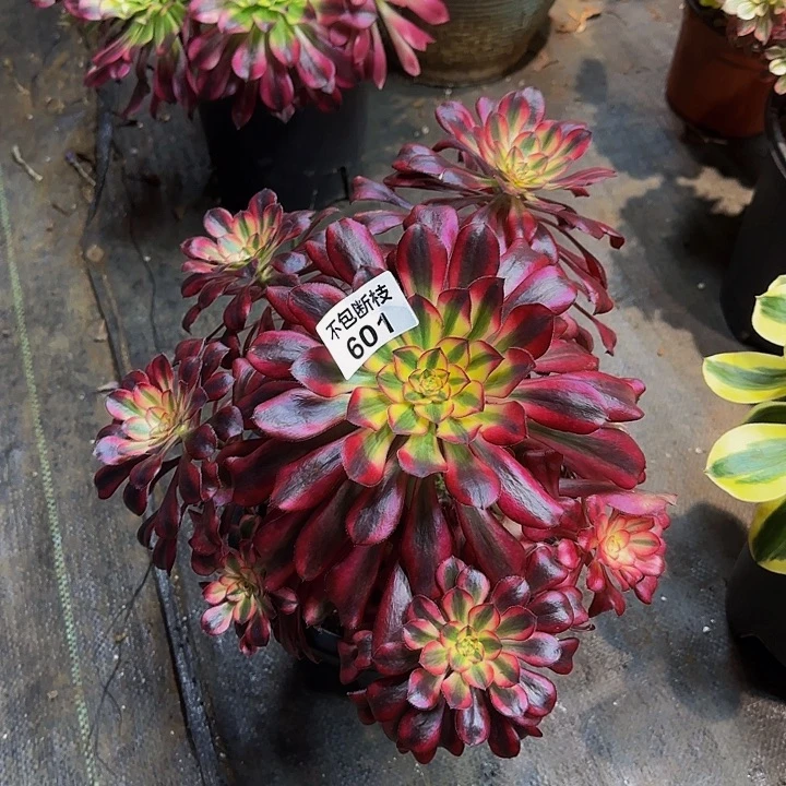 603多肉法师锦111