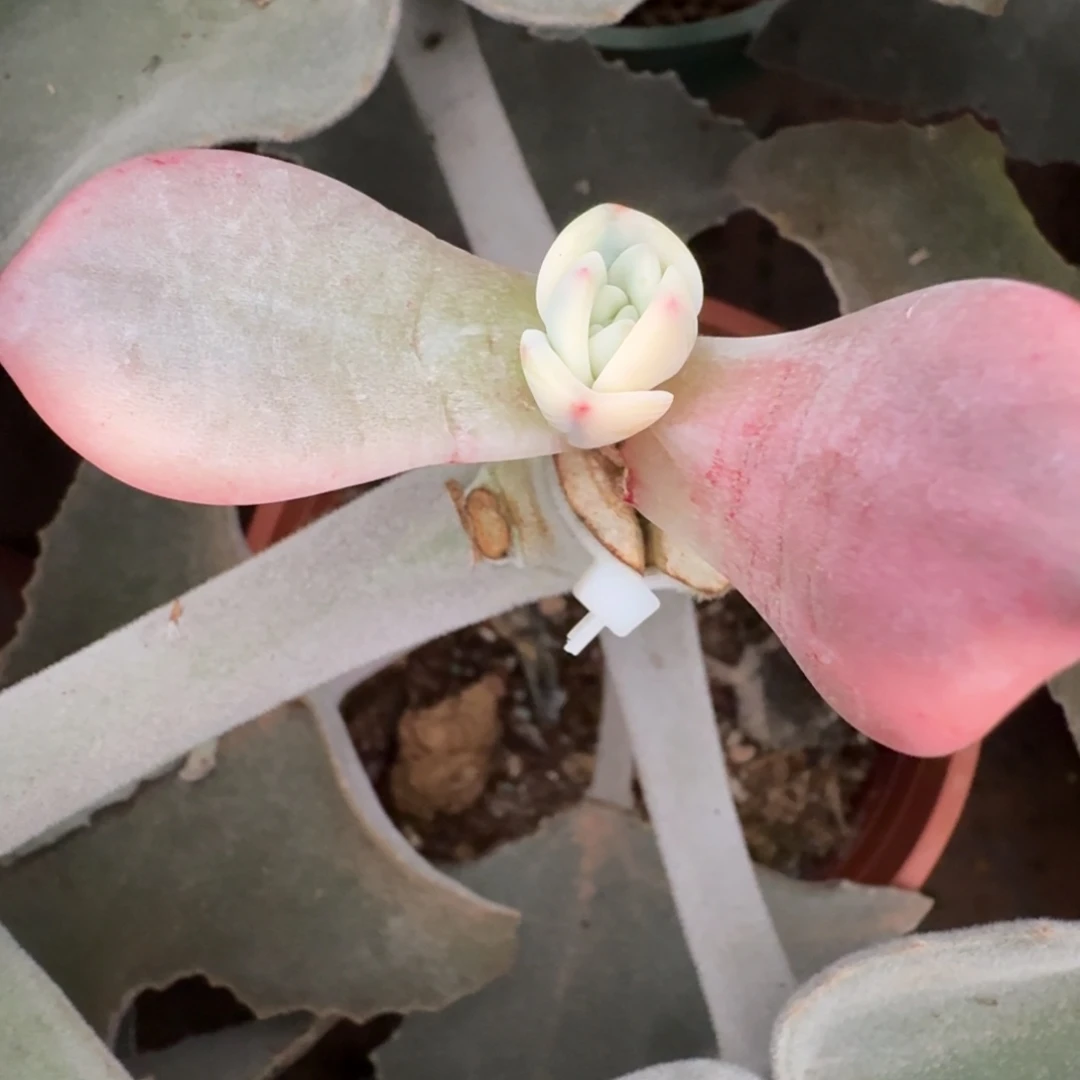 伊丽莎白锦，多肉锦