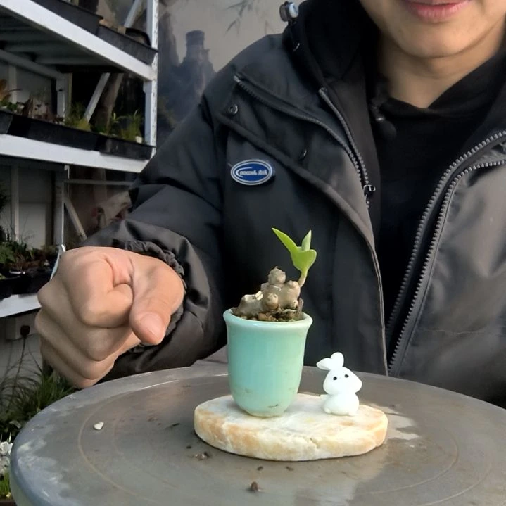 梦*了小盆景小植物一物一拍50
