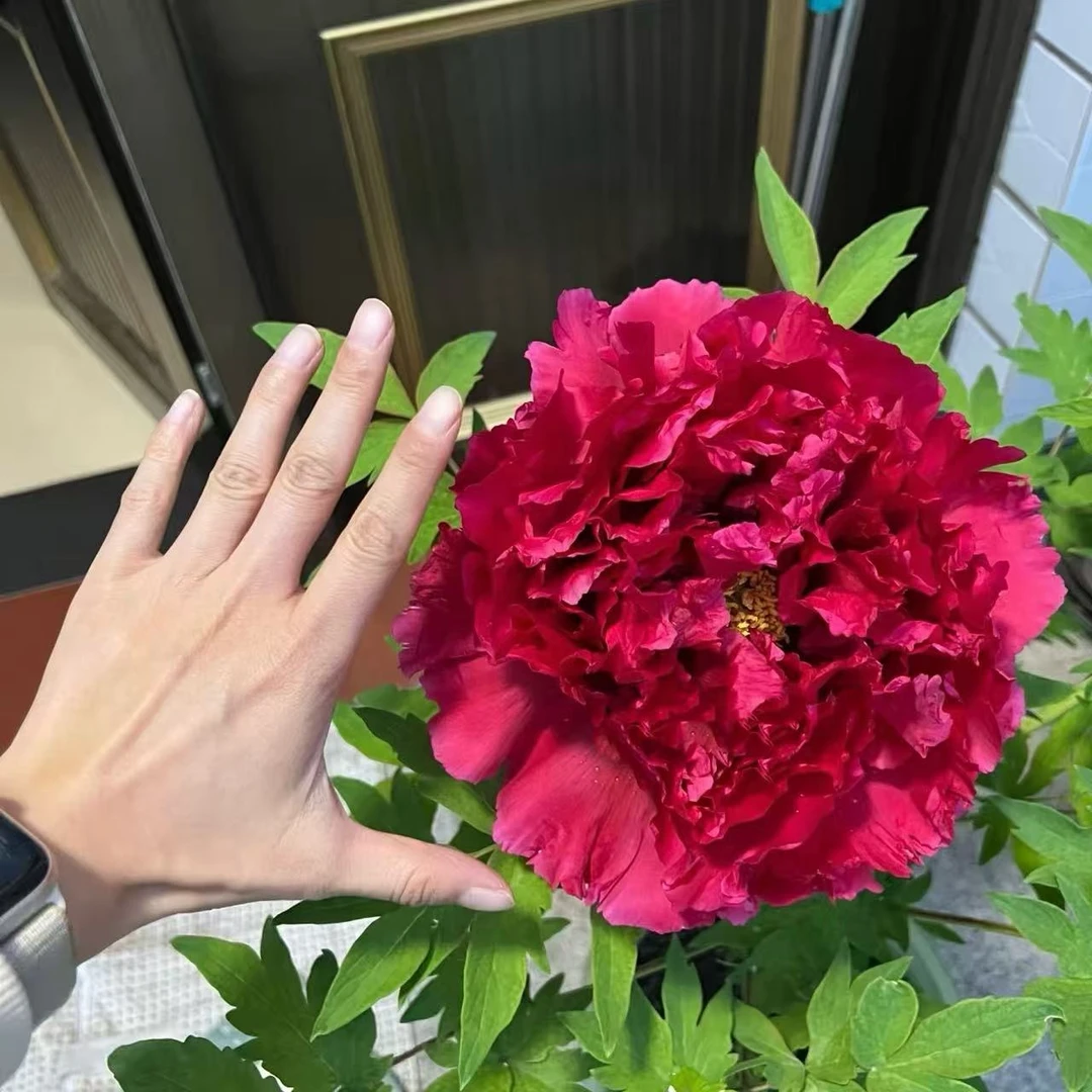 【红霞灼化】牡丹花苗6到10枝条