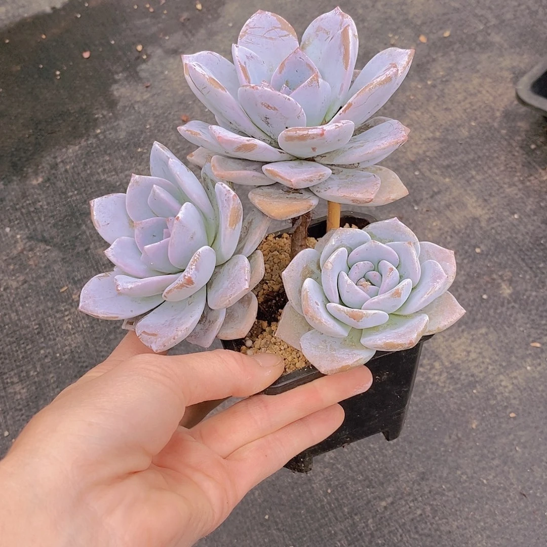1241多肉植物老桩