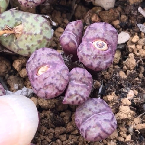 多肉肉锥 Cr1004红宝石安贞